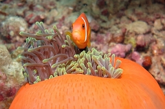 Velidhu - 2013_03_14 - IMG_0763r_Poisson Clown des Maldives - Amphiprion Nigripe_Aquarium_Plongee